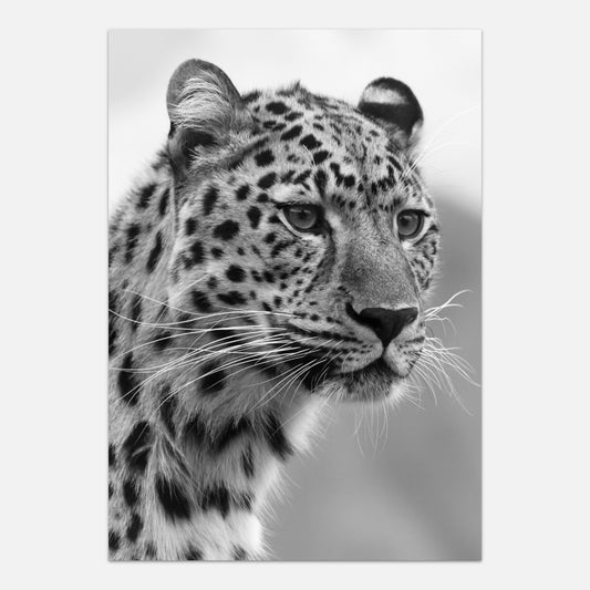 Leopard plakat