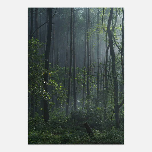 Lush forest plakat