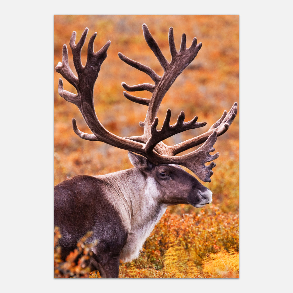 Plakat med rensdyr i nordisk natur