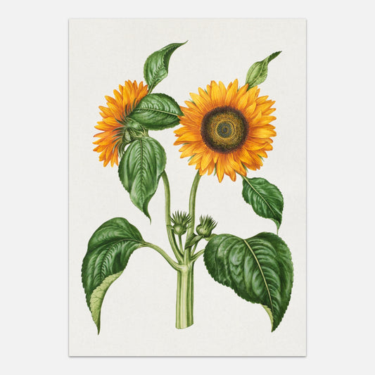 Sunflower plakat