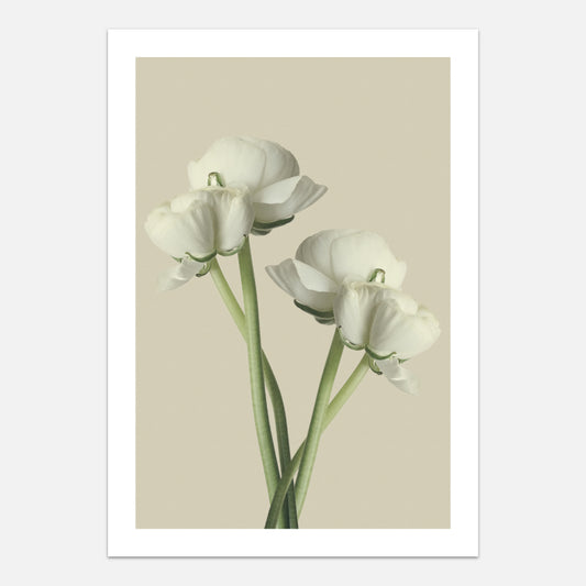 White flowers plakat