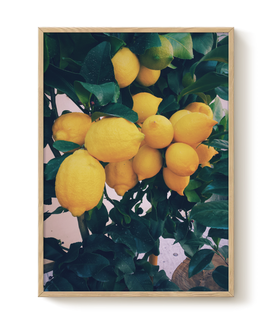 Lemon Tree plakat