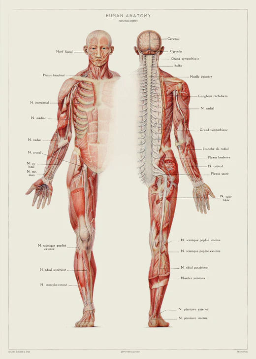 Nervesystemet Anatomi plakat